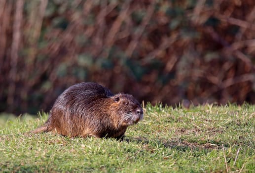 Wildlife Nutria Myocastor coypus vom Leimbach in Sandhausen