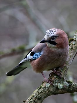 Policeman of the forest Jay Garrulus glandarius