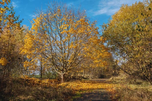 Romantic fall colored trees and morning sunlight. Autumn season natural background. Fall concept in park. Vivid colorful natural scene. Europe