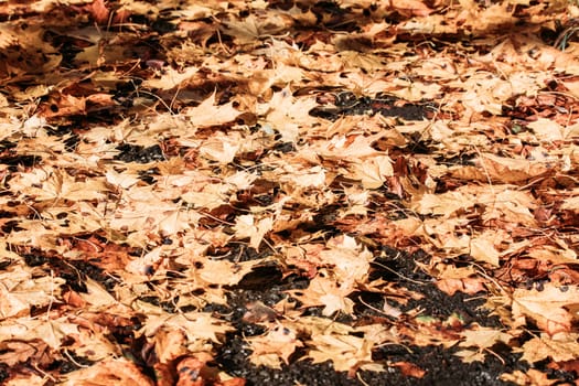 fallen leaves on the ground in the park in autumn for background or texture use. Natural fall concept, autumn pattern background.