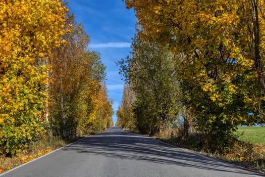 fall colored alley with colorful trees. Fall autumn season natural background