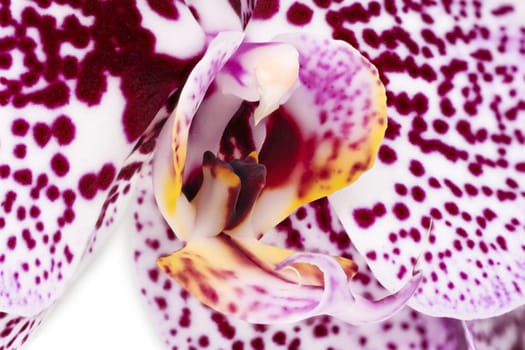 Orchid Purple Macro, close up and studio shot of tropical flower
