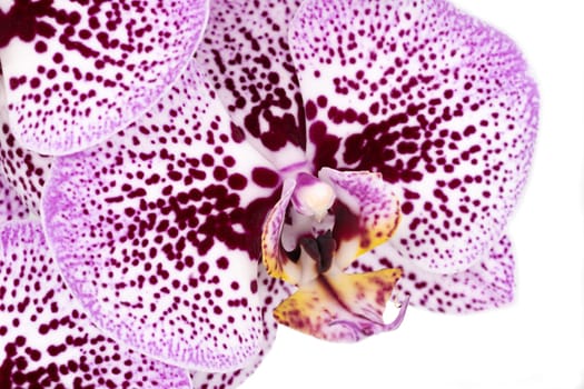Orchid Purple Macro, close up and studio shot of tropical flower