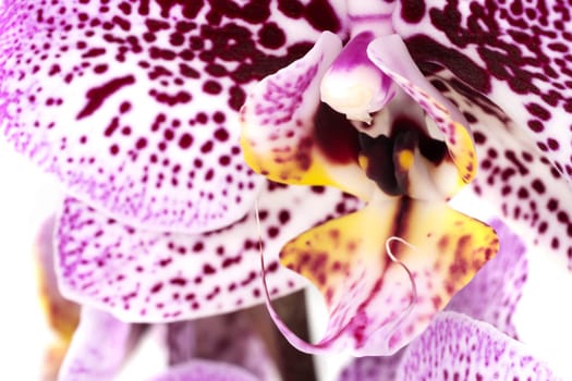 Orchid Purple Macro, close up and studio shot of tropical flower