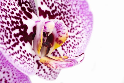 Orchid Purple Macro, close up and studio shot of tropical flower