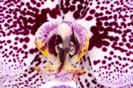 Orchid Purple Macro, close up and studio shot of tropical flower