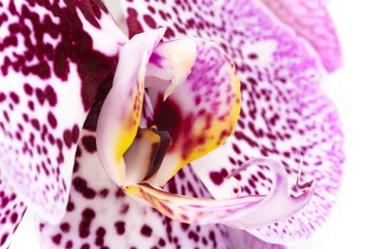 Orchid Purple Macro, close up and studio shot of tropical flower
