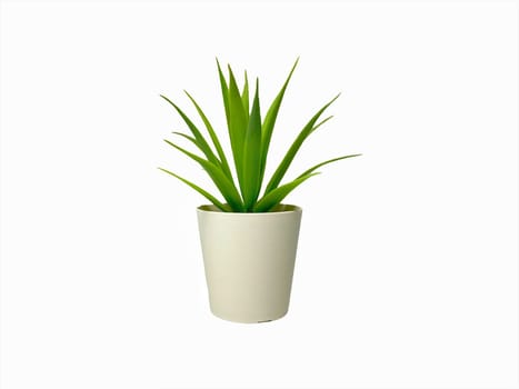 Green Plant Interior of grass decoration or fake plant isolated on white background
