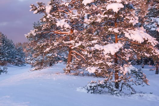 Pine trees covered with snow in evening