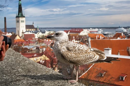 Seagull standing on the top in old Tallinn