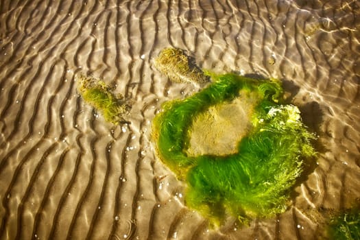 Sea bottom texture with rocks covered with alga