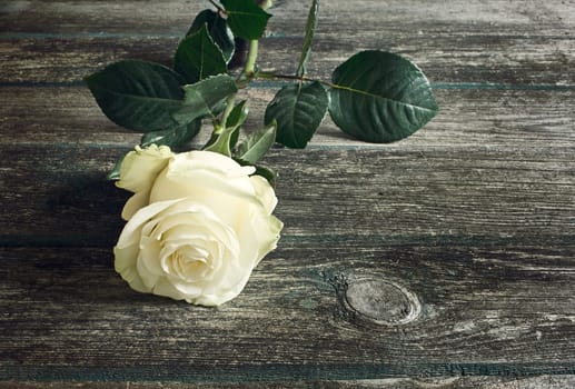 white roses on old weathered wooden background