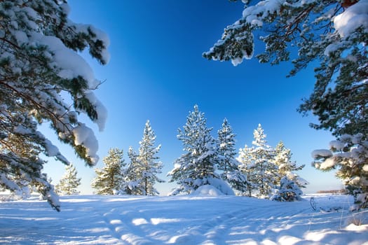 Pine trees covered with snow on sunny day