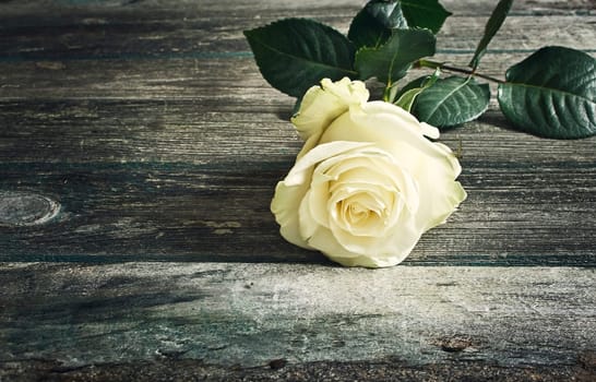 white roses on old weathered wooden background