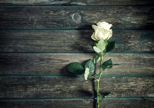 white roses on old weathered wooden background