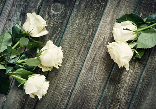 white roses on old weathered wooden background