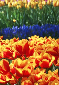 Spring flowers in park with beautiful tulips