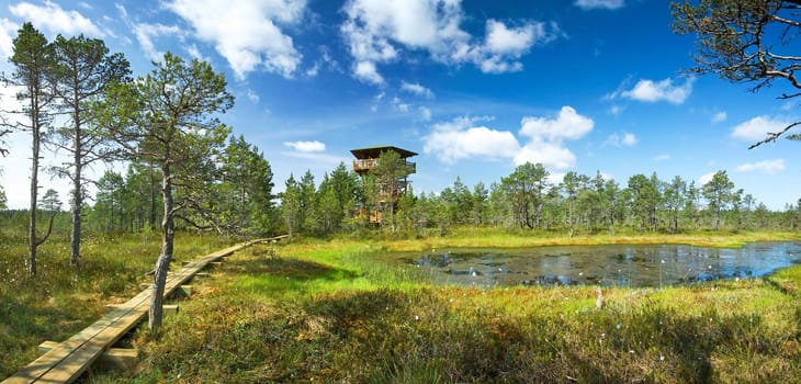 Panoramic view to Viru bogs in summer