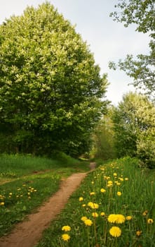 Forest road with yellow dandelions and green grass