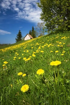 Field of dandelions with a small hut on the background