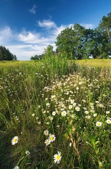 Field with many chamomile flowers growing wild