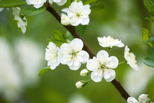 new white plum blossom in late spring