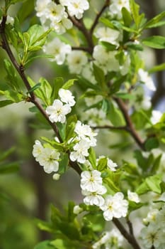 new white plum blossom in late spring