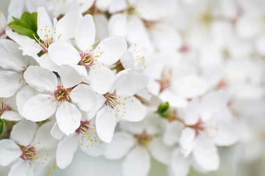 new white plum flowers background in spring