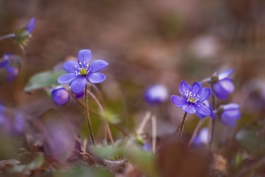 purple anemone hepatica flowers in early spring
