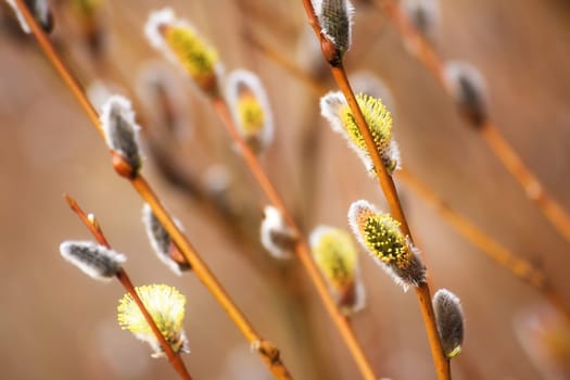 new buds in springtime with blurred background