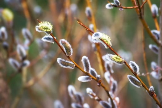 new buds in springtime with blurred background