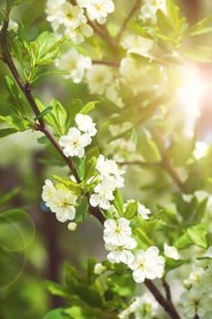 Plum blossoms with sunlight