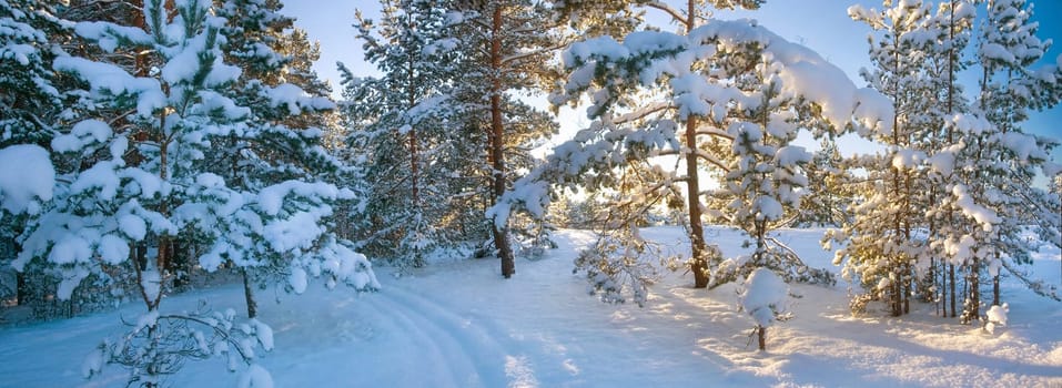 Pine trees covered with snow on frosty evening