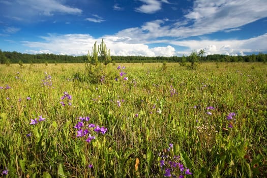 Field with bluebells in late summer day