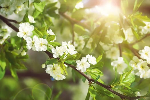 Plum blossoms with sunlight in late spring