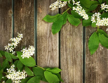 white bird cherry flowers on wooden board