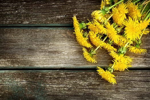 yellow dandelions on old textured wooden background