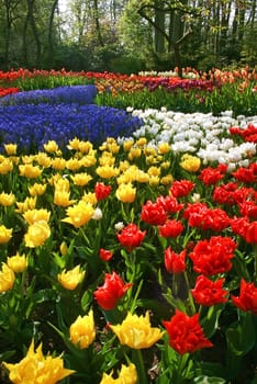 Spring flowers in park with beautiful tulips