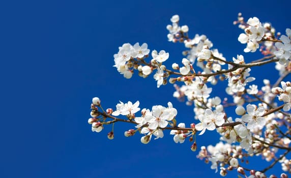 white cherry flowers on blue sky background