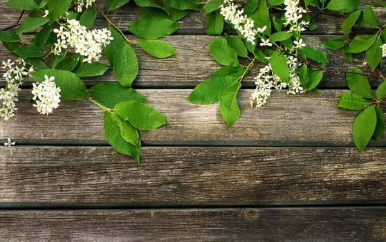 white bird cherry flowers on wooden board