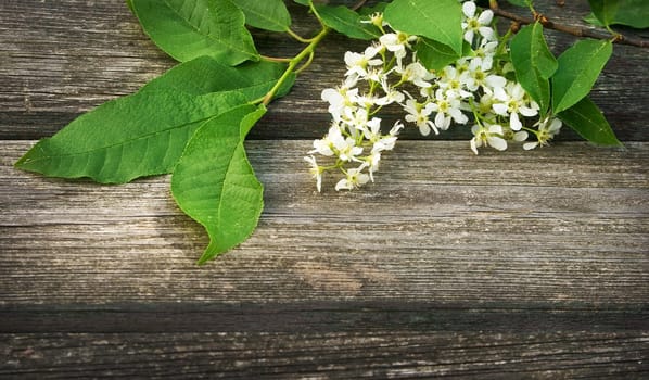 white bird cherry flowers on wooden board