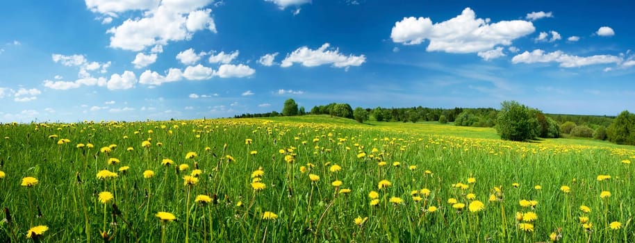 Green field with yellow dandelions and blue sky