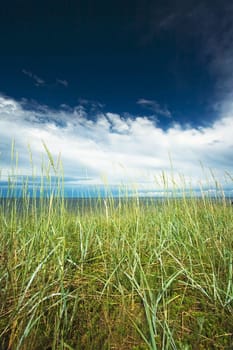 Grass at the seaside on summer day