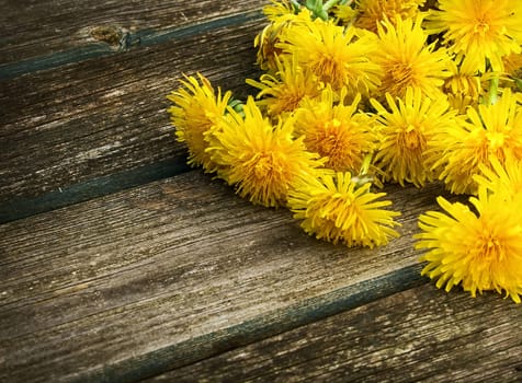 yellow dandelions on old textured wooden background