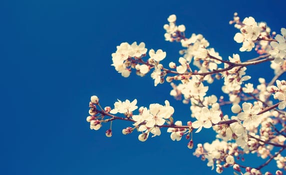 white cherry flowers on blue sky background