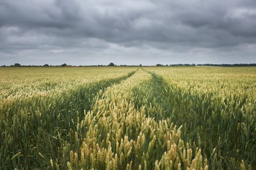 wheat field