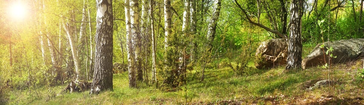 Birch tree forest in early spring with fresh foliage