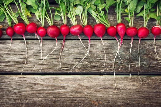 fresh ripe radish on old wooden background