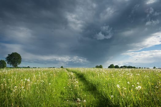 green field with white dandelions and dark sky