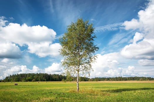 single birch tree at the field in late summer